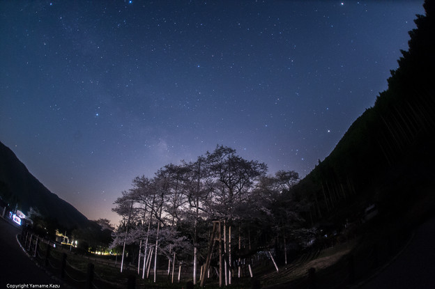 根尾谷樹齢１５００年薄墨桜の星夜