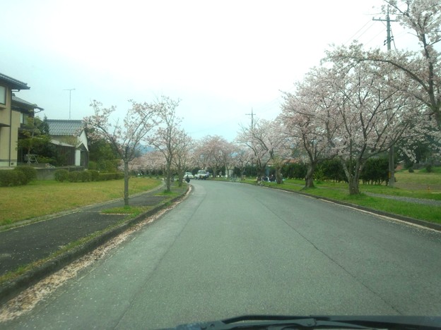 南公園墓地の桜・・・