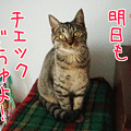 081214-【猫アニメ】あしたもチェックにゃ！