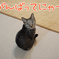 081219-【猫アニメ】予想はびみょ～にゃ！