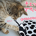 090316-【猫アニメ】やっぱり～にゃチビらぶチャックにゃ！