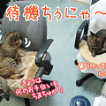 090421-【猫アニメ】にゃんこの手待機ちぅにゃ～