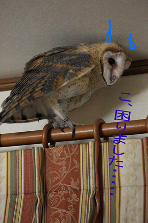 mame H21.1.13 困った まめ。さん