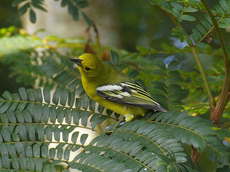 ヒメコノハドリ(Common Iora) IMGP9063_R