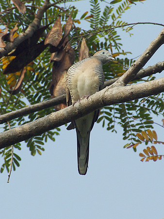 チョウショウバト(Peaceful Dove or Zebra Dove) IMGP49781_R