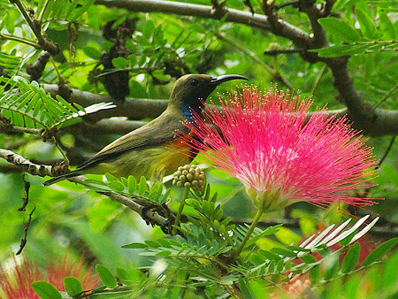 キバラタイヨウチョウ(Olive-backed Sunbird) IMGP49916_R