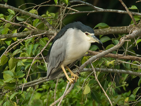 ゴイサギ(Black-crowned Night Heron) IMGP55274_R