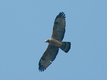 ハチクマ(Oriental Honey-buzzard) IMGP55573_R