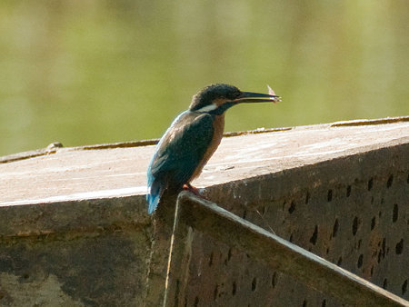 カワセミ(Common Kingfisher) IMGP55703_R(800)