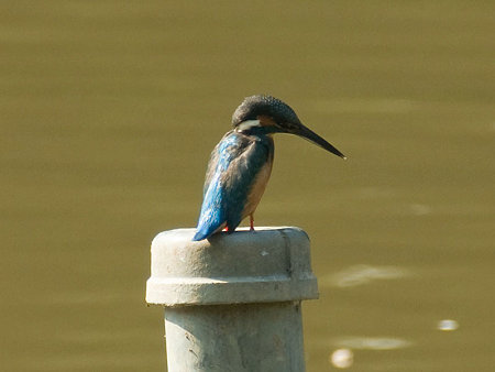 カワセミ(Common Kingfisher) IMGP55698_R(800)