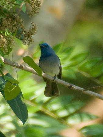 クロエリヒタキ♀(Black-naped Monarch) IMGP55905_R(800)