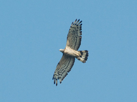 ハチクマ(Oriental Honey-buzzard) IMGP55839_R
