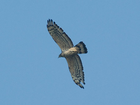 ハチクマ(Oriental Honey-buzzard) IMGP55835_R