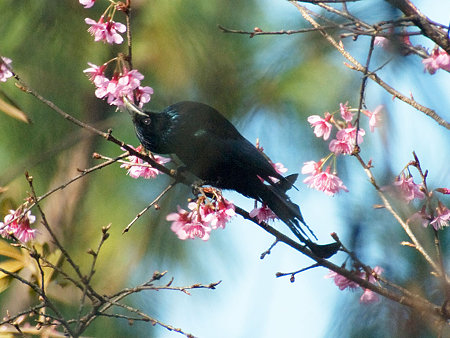 テリオウチュウ(Spangled Drongo) IMGP56621_R