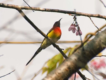 ルリオタイヨウチョウ(Gould's Sunbird) IMGP56693_R