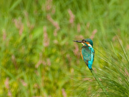 カワセミ(Common Kingfisher) IMGP57196_R