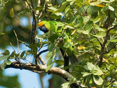キビタイコノハドリ(Golden-fronted Leafbird) IMGP57309_R(2)