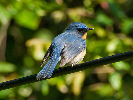 ミヤマヒメアオヒタキ(Hill Blue Flycatcher) IMGP102002_R