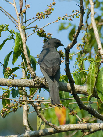 オウチュウカッコウ(Drongo Cuckoo) IMGP104718_R