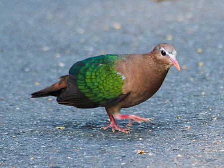 キンバト(Emerald Dove) IMGP103900_R2