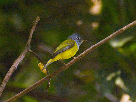 ハイムネヒタキ(Grey-headed canary Flycatcher) IMGP105586_R_(NI)