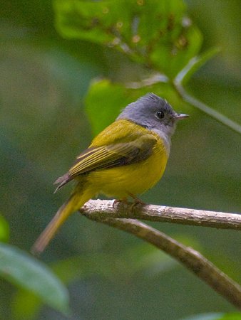 ハイムネヒタキ(Grey-headed Canary Flycatcher) IMGP108470_R