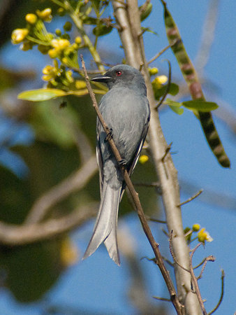 ハイイロオウチュウ(Ashy Drongo) IMGP55413_R2jpg