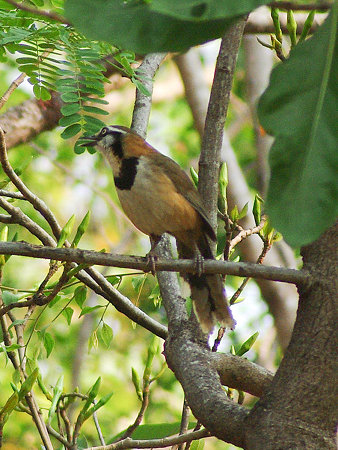 ヒメクビワガビチョウ(Lesser Necklaced Laughingthrush) IMGP112371(LR)_R