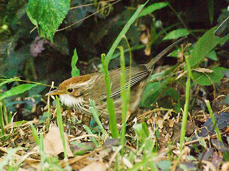 ムナフジチメドリ(Puff-throated Babbler) IMGP56115-3R_(NI)