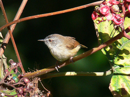 チャイロハウチワドリ(Rufescent Prinia) P1320225_R