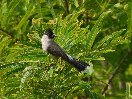 コシジロヒヨドリ(Sooty-headed Bulbul) P1090812_Rs