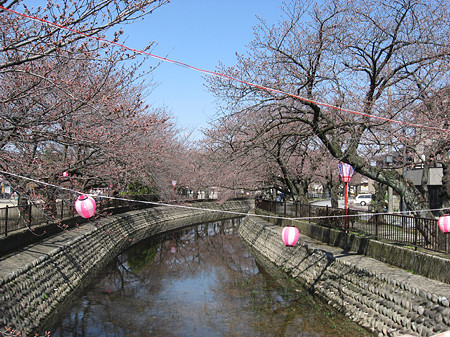 大江川の桜