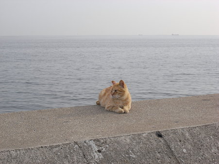風を見ていた猫
