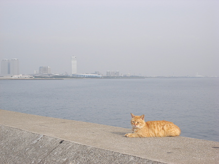 幕張副都心と猫