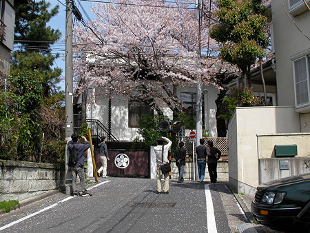 桜を見に行く