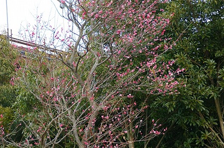 DSC06147