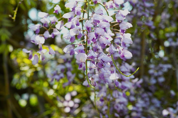 SDIM0805
