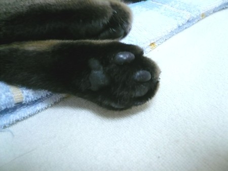 みーちゃんのアップ足の裏