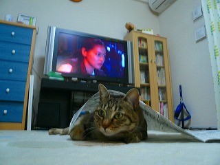 みーちゃんと新聞紙P1080446