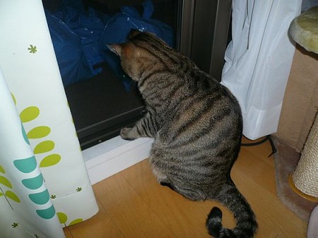 カメムシと私