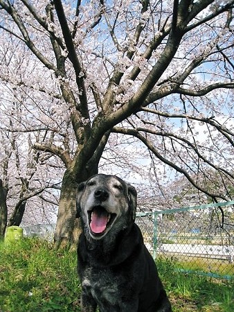 ももと、桜