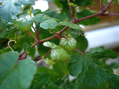 20080816_05