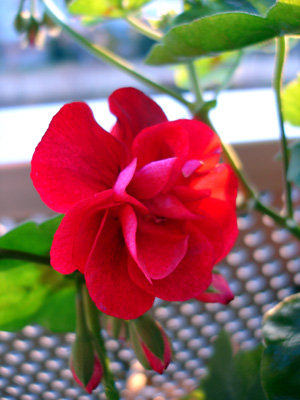 DSC07009