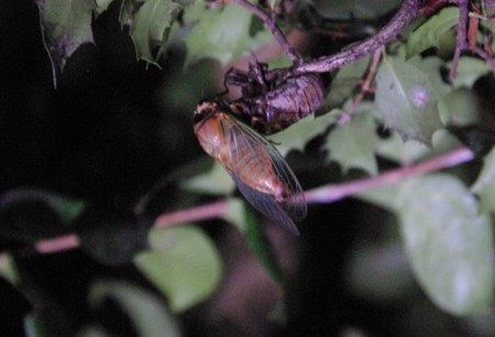 IMGP5497_0715