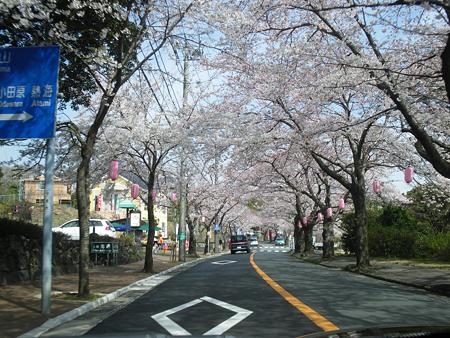 桜のトンネル入り口