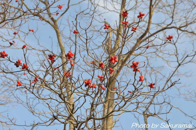 冬の赤い花は 写真共有サイト フォト蔵