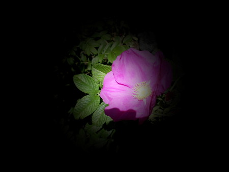 islands of flowers in ニライカナイ-09a
