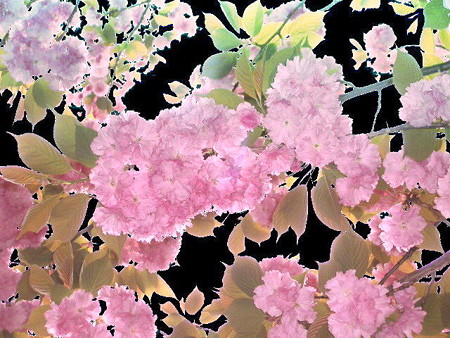 islands of flowers in ニライカナイ-08c