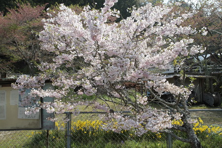 まだ桜が咲いていた