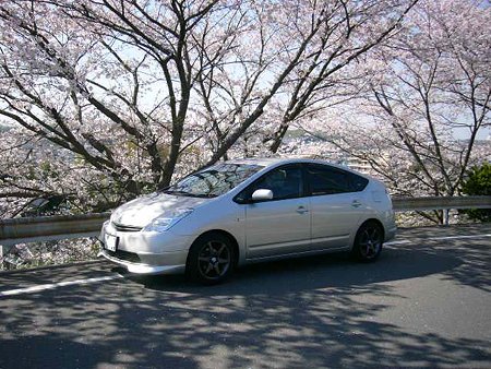 1sakura